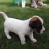 REGALO JACK RUSSEL CUCCIOLI (PEDIGREE)  adorabile maschio e femmina jack russel cuccioli disponibili