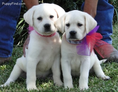 Cussioli di Labrador con pedigree