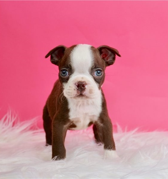 Regalo cuccioli di Boston terrier