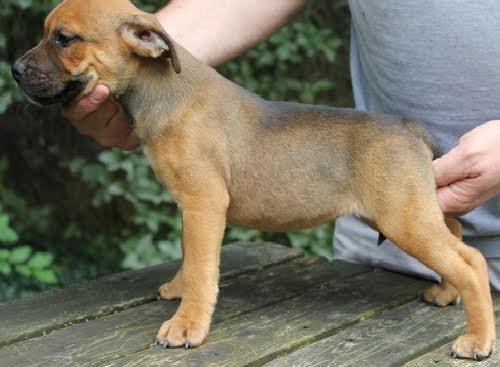 Affettuosit� cuccioli di Staffordshire Bull Terrier