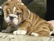 Bellissimi cuccioli di bulldog inglese  bellissimi cuccioli di bulldog inglese