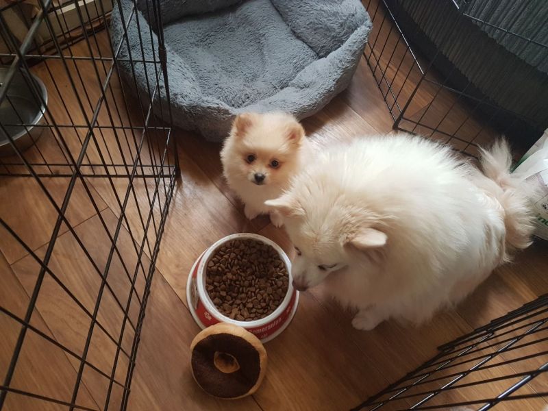 Regalo Volpini cuccioli di pomerania
