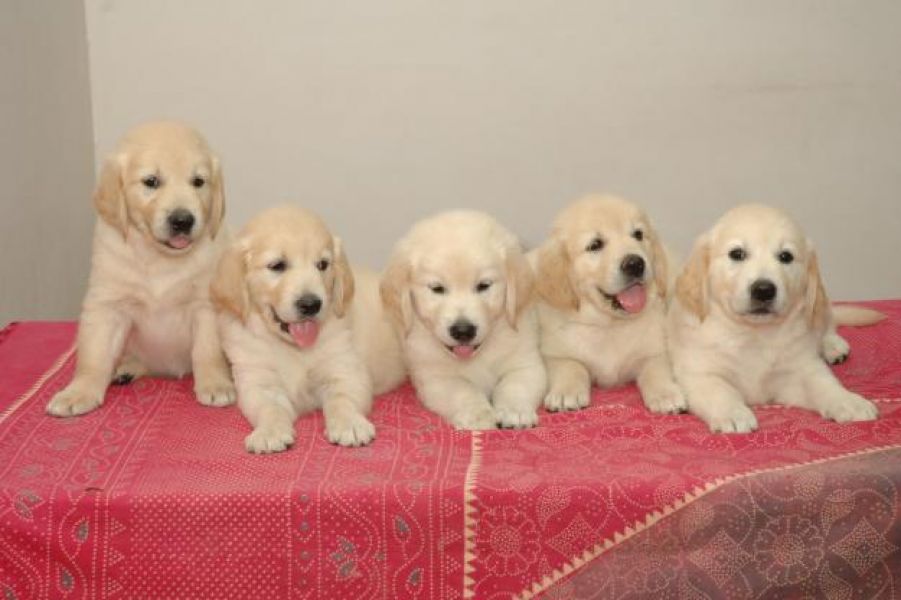 REGALO Golden retriver cuccioli
