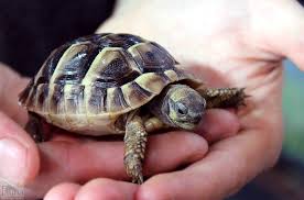 Sano tartaruga radiata Geochelone   (T. hermanni boettgeri)  (T. graeca ibera NORD emarginati TARTAR