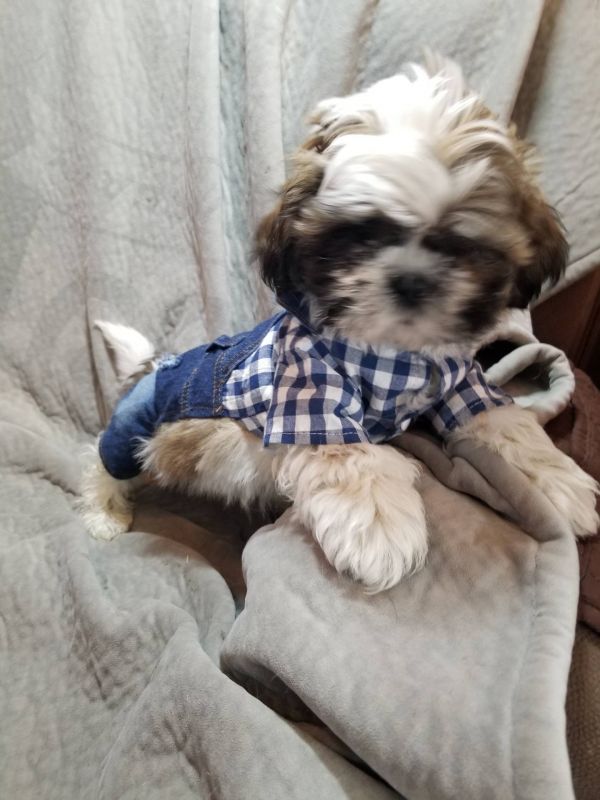 Bellissimi cuccioli di Volpino Pomerania E-MAIL  (marieiris783@gmail.com)