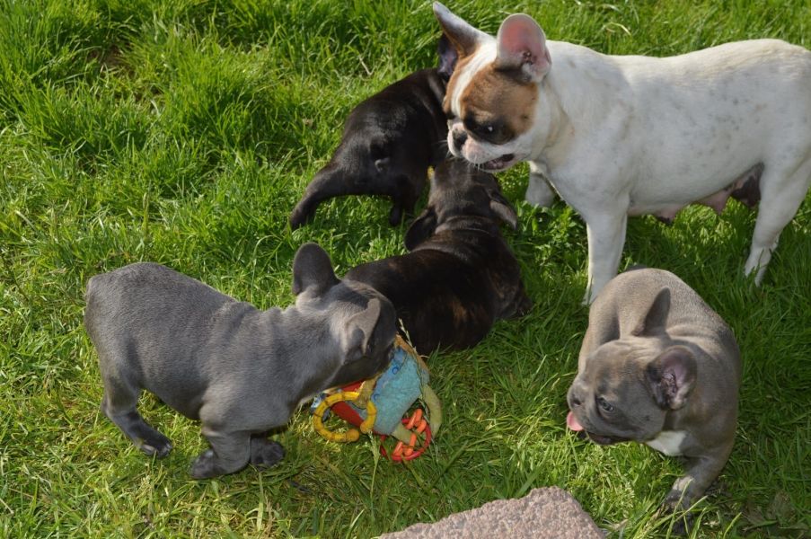 Sani maschio e femmina cuccioli di bulldog francese per adozione 