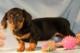 Cuccioli di Bassotto nano