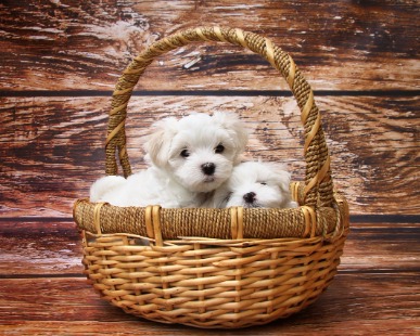Maltese mini toy Affascinante Femminile e maschi