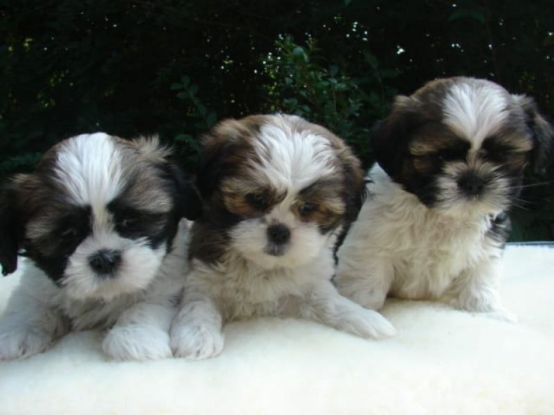 Regalo cuccioli di shitzu!!!,.