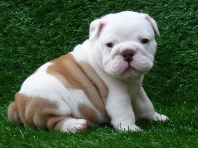  regalo cuccioli di bulldog inglese disponibili per l'adozione