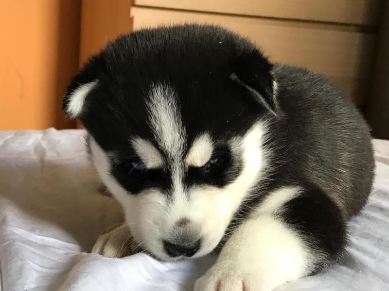 Regalo Cuccioli Siberian Husky 