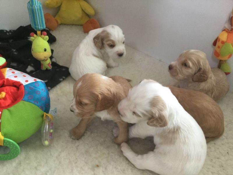 Regalo bambini cocker spaniel cuccioli