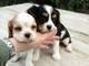 Disponibili cuccioli di cavalier king disponibili  disponibili cuccioli di cavalier king disponibili