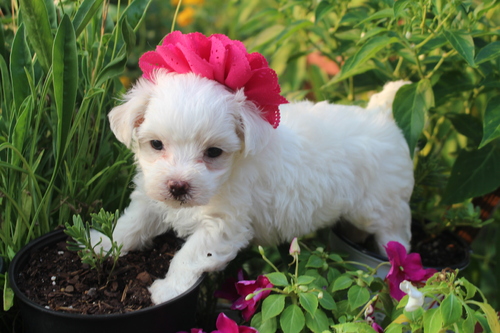 Regalo adorabili cuccioli Mini Maltese  femminucce e maschietti gratuita 
