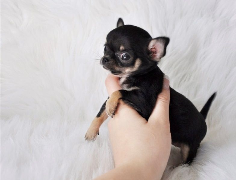 Regalo Cucciolo di chihuahua in pronta consegna