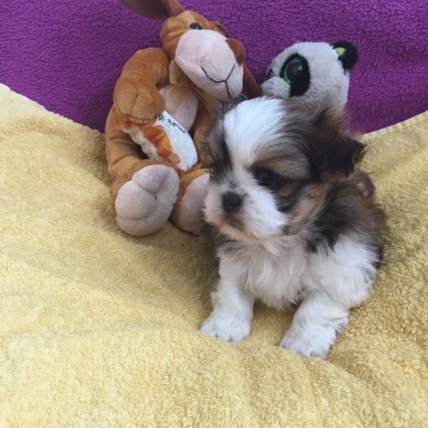 Cuccioli di shih tzu ( Gratis )