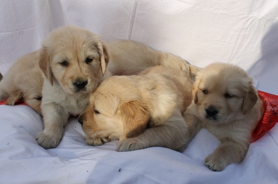  regalo cuccioli di Golden retriver disponibili per l'adozione