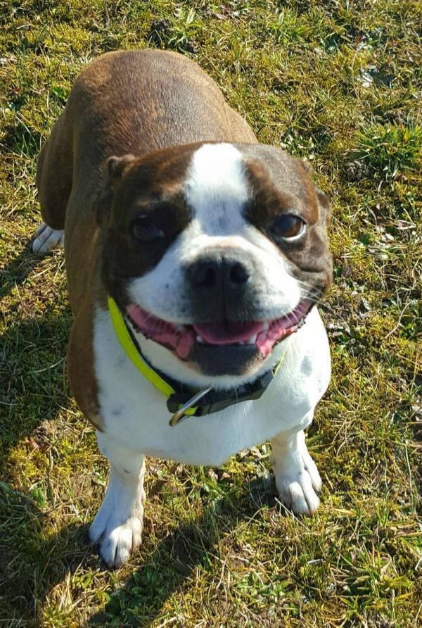 Molto bella e sani  cuccioli di boston terrier   per adozione maschi e femmine disponibili (gratis)
