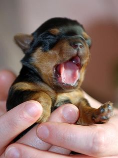 Molto bella e sani  cuccioli di doberman  per adozione maschi e femmine disponibili (gratis)