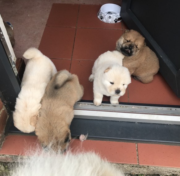 Regalo cuccioli di chow chow 