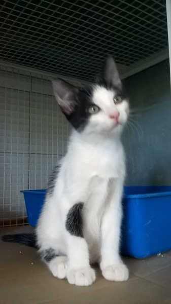 Cuccioli in cerca di casa (1/2)