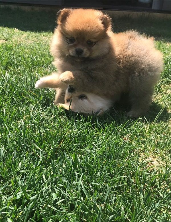 Bellissimi cuccioli di Pomerania Cuccioli di Pomerania 2 maschi e 1 femmina