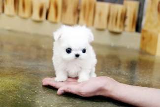  regalo cuccioli di Micro maltese disponibili per l'adozione