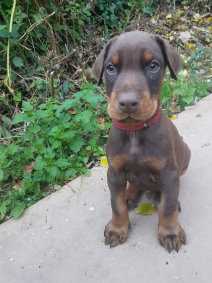 Regalo adorabili cuccioli  Dobermann femminucce e maschietti disponibili gratuita i cuccioli sono va