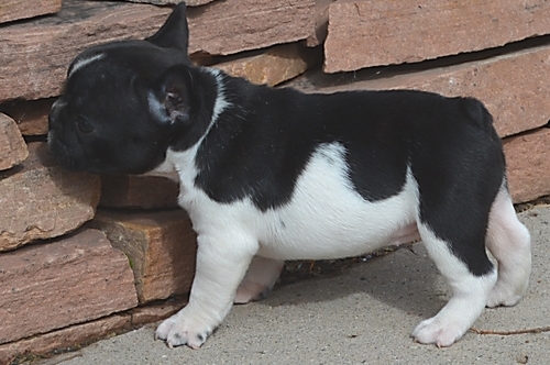 Adorabili cuccioli di Bulldog Francese femminucce e maschietti disponibili per l'adozione gratuita