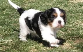 Adorabili cuccioli di cavalier king femminucce e maschietti disponibili per l'adozione cuccioli sono