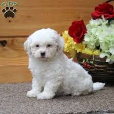 Adorabili cuccioli di bichon femminucce e maschietti disponibili per l'adozione cuccioli sono vaccin