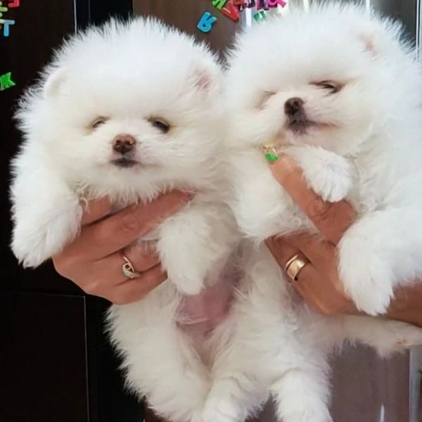 Regalo cuccioli di spitz di pomerania