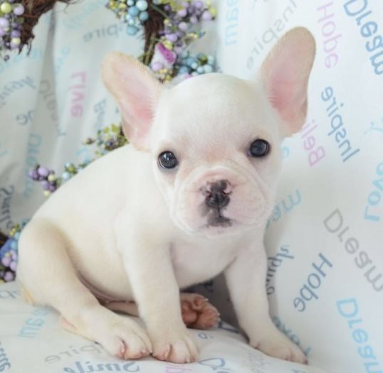 REGALO Cuccioli di Bulldog Francese