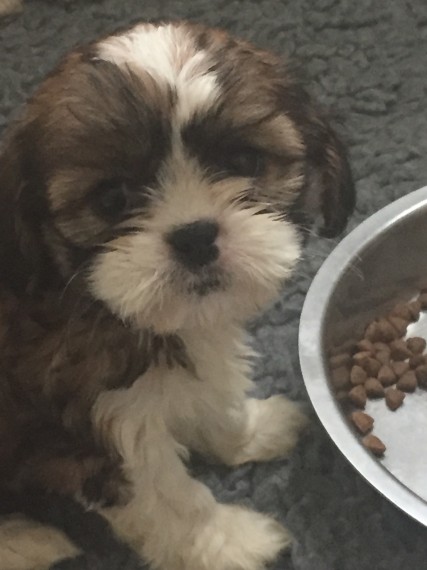 Abbiamo una bellissima cucciolata di SHIH-TZU trcolore.