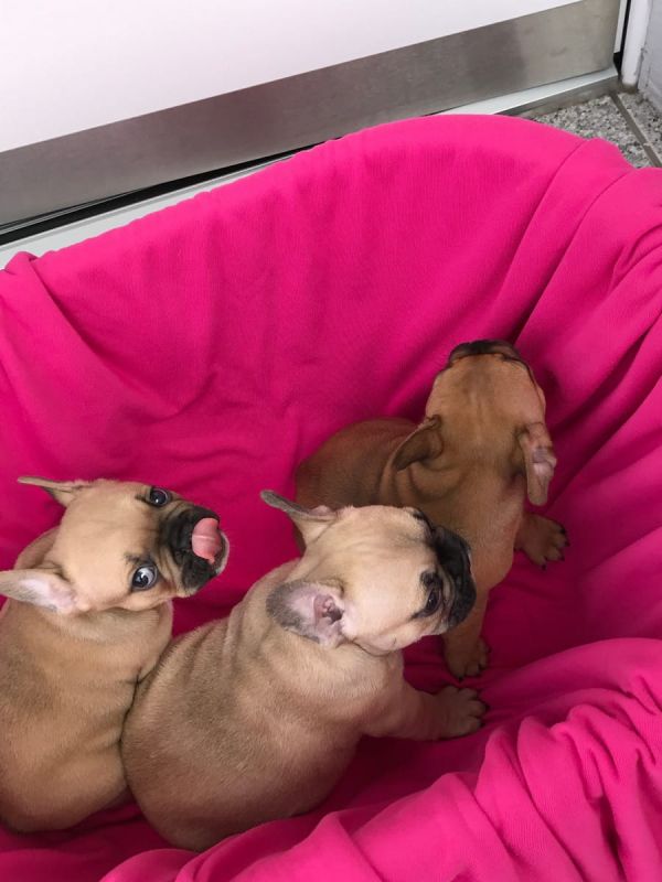 Cuccioli di razza bulldog francese per adozione 