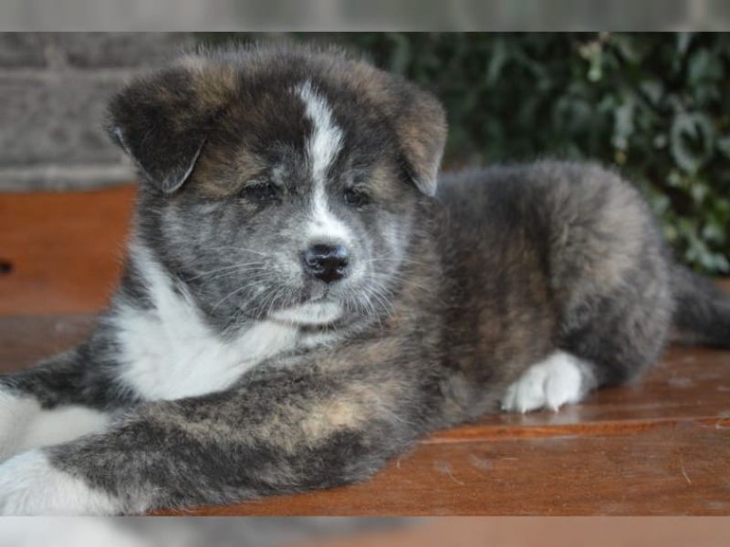 Regalo Akita Splendidi cuccioli..