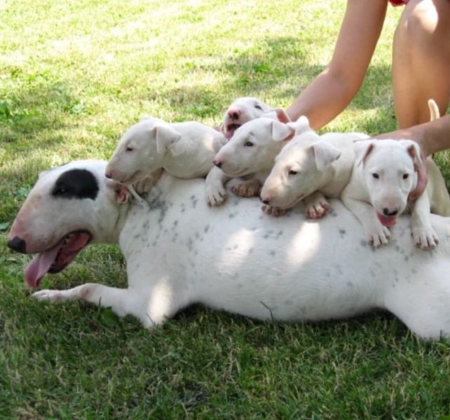 Regalo cuccioli di bull terrier disponibili per l'adozione