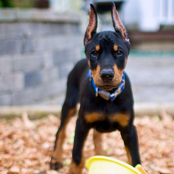 Dobermann allevamento riconosciuto Enci