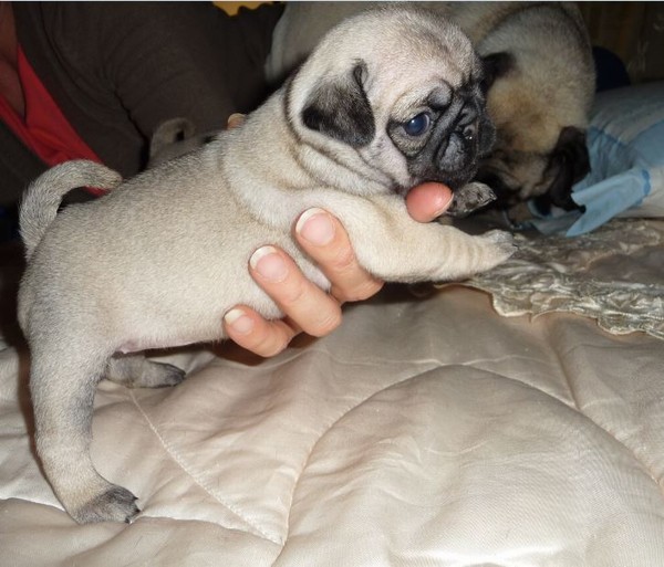 Cuccioli carlino