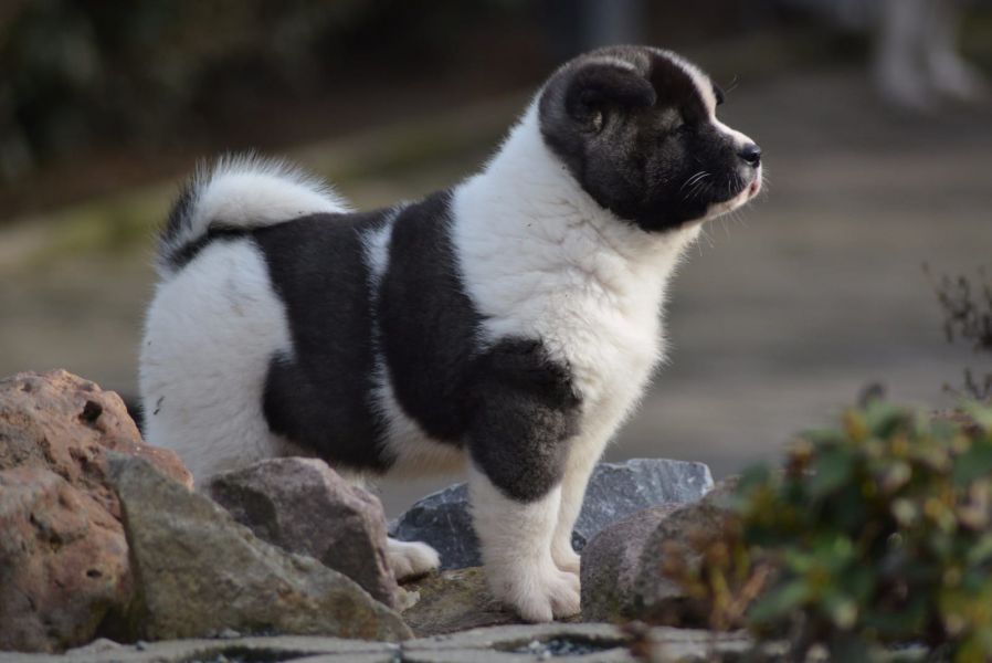 Regalo Akita Splendidi cuccioli..