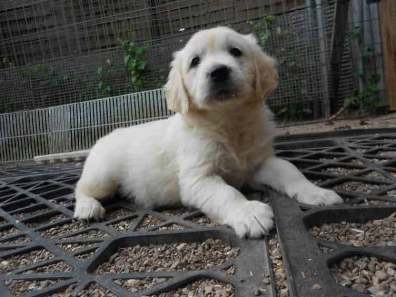 Regalo Cuccioli di Golden retriver