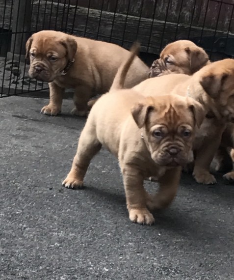 Regalo Cuccioli di dogue de bordeaux