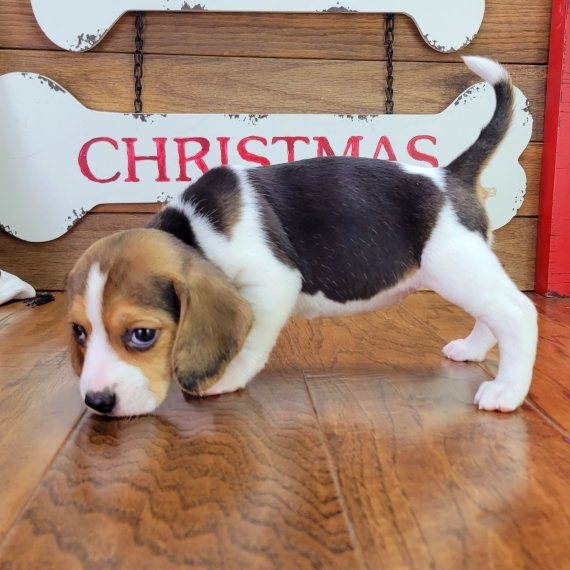 Regalo cuccioli di Beagle 