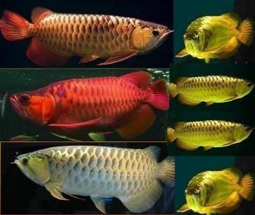  dolce acquario tropicale per pesci Arowana qualit�   Abbiamo qualit� pesci rossi e Super acqua dolc