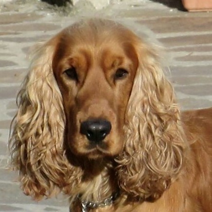 Cocker cuccioli