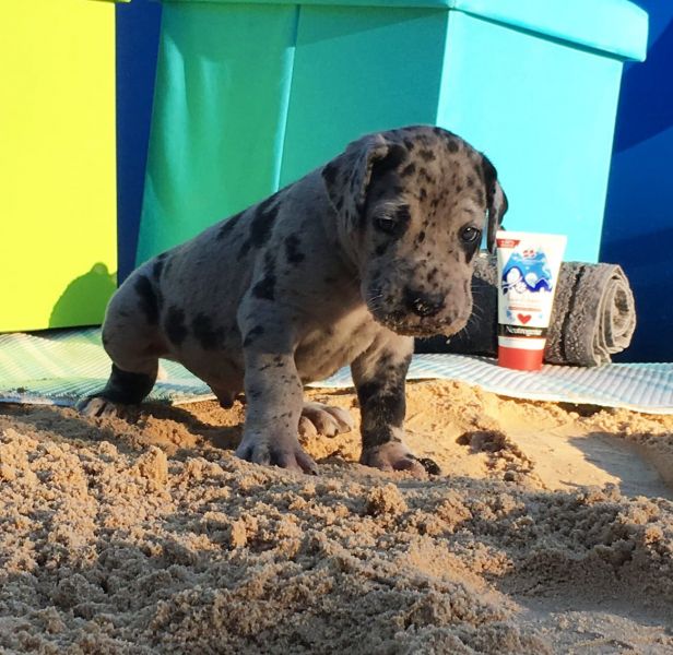 Cuccioli di Alano per adozione ( maschio e femmina )