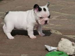  Cuccioli bouledogue francese