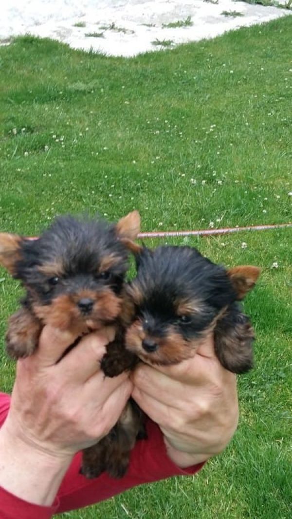  regalo cuccioli di yorkshire  disponibili per l'adozione