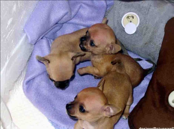 Cuccioli Chihuahua