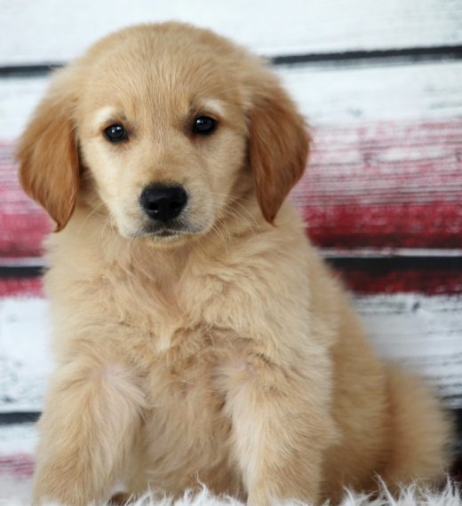 Bei cuccioli di Golden Retrievers maschi e femmine